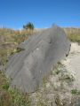 Day 4 - Hummocks - BFR beside trail Day 4 - Hummocks - BFR beside trail